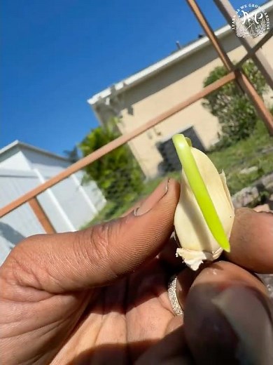 🌱✨How To Grow Your Own Garlic from Cloves - Easy Beginner's Guide! 🧄💚