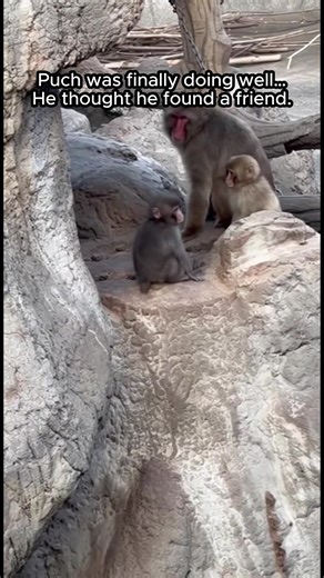 Puch's Unexpected Friendship with a Monkey