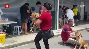 Sarawak Begins Free Rabies Vaccination Campaign Hundreds turned up for the free dog vaccination campaign orga­nized by the Sarawak Veterinary Services Department yesterday. So far, the department has deployed five teams to carry out the vaccination, with some veterinarians having arrived from Peninsular Malaysia on Saturday. Twenty areas have been declared as infected with rabies since the outbreak in Serian last month. (via The Star) | PetFinder.my