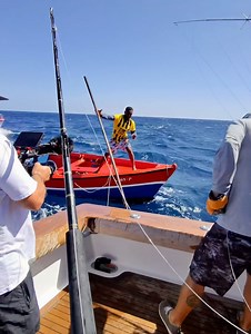 Check out this harpoon and release. We’ve harvested 4 fish out of 342 since the start of the world tour, now #5 to these boys that were not shy getting 5 feet away from our boat. We were actually planning to Sat Tow tag the fish, so this fish went from a science contributor to dinner fare for the town. Fun but frustration day, lost a couple of 500’s and a 700. Ended up 5 for 14 and raised 2 more. Cape Verde fishing is on fire. | Bad Company Fishing Adventures