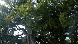 Argan tree, showing the top of the tree with green leaves. Slow-motion. The tree is cultivated for the famous Argan oil that is produced from the kernels of the nuts.