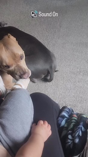 He so gentle Credit: @theadventuresoftinyandlittle #Pitbulladvocate #pitbullsofinstagram #pitbull #americanbully #rottweiler #canecorso #terrier #rescuedogsofinstagram #staffy #rescuedog #apbt #pitbullove #dontbullymybreed #pit #bullybreed #amstaff #staffordshirebullterrier #staffiesdaily #pitbullmom #bullies #pitbullpride #rednose #bluenose #pitbullpuppies #dogs_of_instagram #dogoftheday | Pitbullz Zone