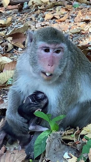 Adorable Moments with Piper and Baby Monkeys