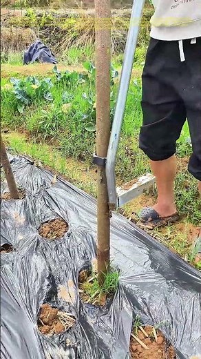 Planting with Precision: How a Simple Tool Transforms Tree Cultivation