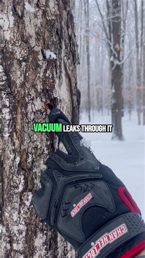 Tapping a Sugar Maple with Dr. Jeff