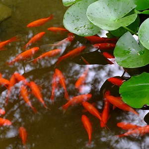 Comprehensive Guide To Goldfish Diseases as found on Next Day Koi