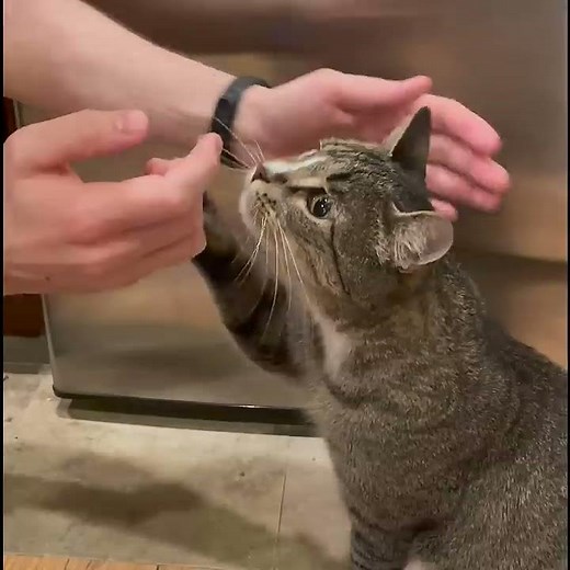 How to Brush Your Cat's Teeth