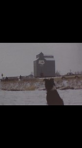 The moving of an old grain elevator #80s #1980s #flashback #flashback #history #historymatters #historyfacts #oldschool #ERA #oldisgold #old #ab #alberta #countryliving #grainelevator #elevator #farming #farmlife #farmers #hwy4 #stewartsiding #wheatpool #agriculture #agriculturelife #Agricultural | Rosanne Henderson