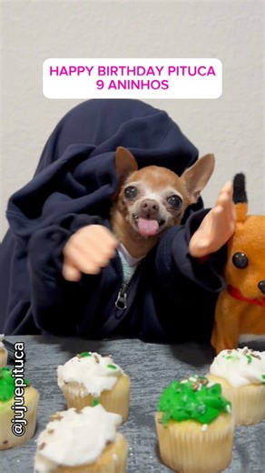 39K views · 590 reactions | Parabéns pra rabugenta Mais amada do planeta PITUCA  . #meme #jujuepituca #pinscher #humor #comedia #chihuahua #pets #dog #happybirthday #parabens #diafeliz #orlando #disney | Juju e pituca | Facebook