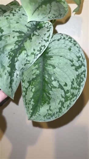Scindapsus Pictus ‘exotica’ Plant Cutting (NOT Rooted) - Etsy