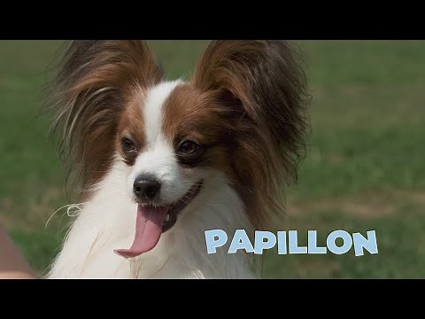 Papillon Dog Breed 101 [4K Video]