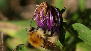Bumblebee doing its work on a flower in slow motion, endangered species, a macro video of insects