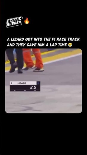 Lizard jumps in race track and gets lap time