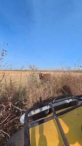 Back on the neighbors, just the other neighbors also watch what Sully does mid chase 😂😂 | Swisher Beef Co.