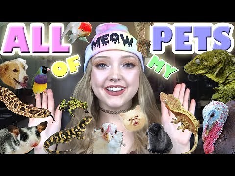 ALL OF MY PETS! 50+!