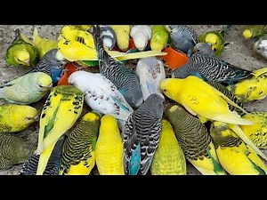 Parrots Aviary Farm Relaxing Live View From Aviary Loud Sounds & Fighting