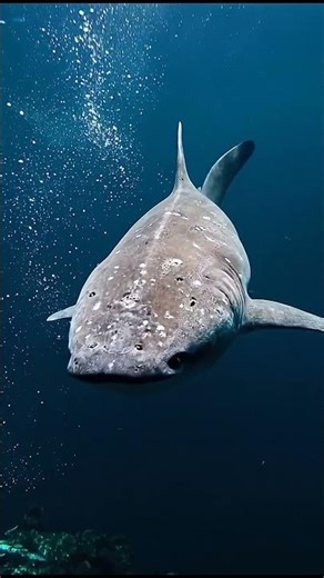 The Animal That Lives for 500 Years 🦈