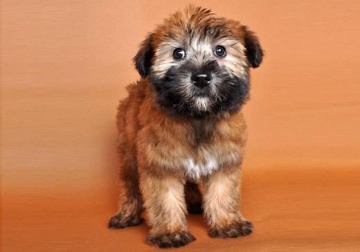 Why Wheaten Terriers Are the Best Family Dogs in the World
