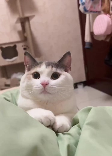 Charming Cat Close-Up Featuring Expressive Look