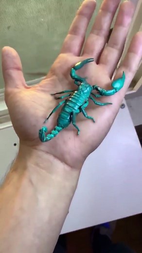 Neon Scorpion (via Nicholas S) #scorpion #uvlight #neon #bug #pet #insects #blindinglights #light