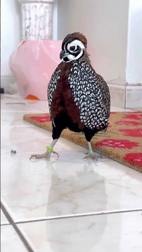 How do male Mearn’s quails chase females? Surprisingly civil!