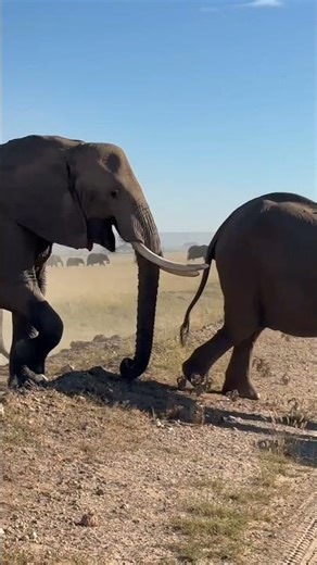 Massive Elephant Family Crossing Close Encounter at Maasai Mara National Reserve #shorts #viral