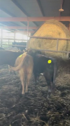 Dexter cow herd sellout today!! | Cattlemen's Livestock Auction