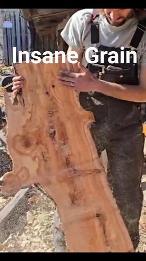 We Moved a Massive Yew Tree… By Hand