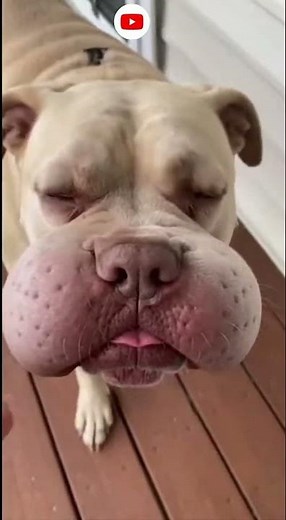 Night of Fury, Morning of Puffy Regret: Dog vs. Wasp Nest Gone Wrong!