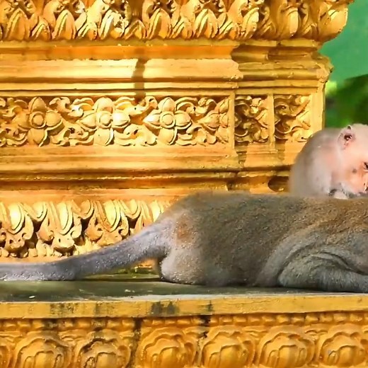 2M views · 11K reactions | Hard life for baby monkey that Mom & Dad always make love due to wanting one more baby | Irma Javi | Facebook