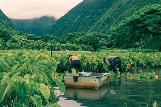 Big Island programs selected to receive funding through Kahu ʻĀina program | Big Island Now