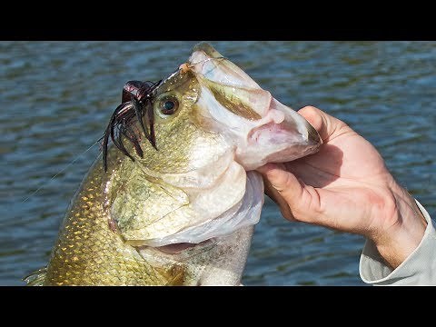 Fishing Buzz Baits for Big Bass | Lure Tips and Tricks