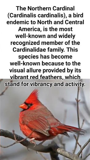 #birdspecies#cardinal#studyonyoutube #learn #