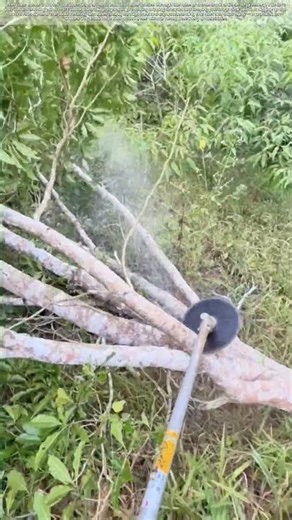 Sawing Through Roots: Why Cutting Low Saves Your Back