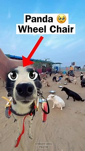 Wheel Chair Of Dog Panda 🥹 | Street Dog Pluto