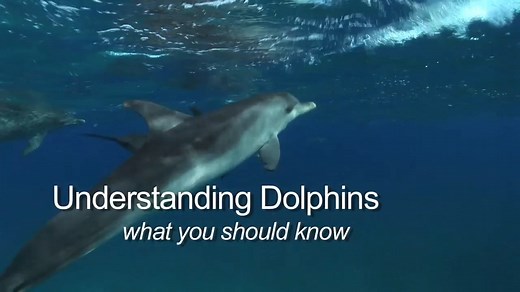Understanding Dolphins - What you should know