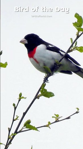 Rose-breasted Grosbeak - Our Bird of the Day