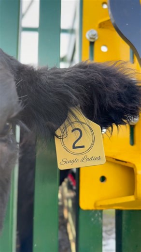 Ladies and gentlemen we are down to 2 days till the first ever All the Single Ladies Heifer Sale! WHO IS EXCITED???? Viewing starts at 10am at the Eugene Livestock auction and sale begins at 2pm in person Eugene Livestock Auction and LIVE online DV Auction 💍 THIS Tuesday November 11th! | All the Single Ladies Heifer Sale