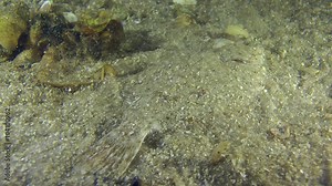 European flounder buries itself in sandy ground, raising a cloud of dregs, medium shot.