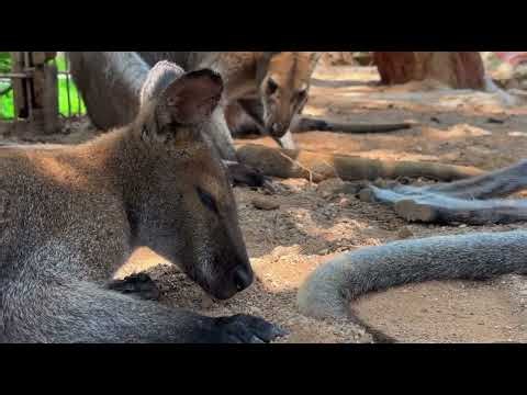 Kid-Friendly Facts about Kangaroo! #animals #wildlife #kangaroo #nature #life #funfacts #animal