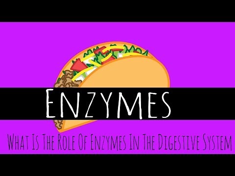 Enzymes - What Is The Role Of Enzymes In The Digestive System - GCSE Biology