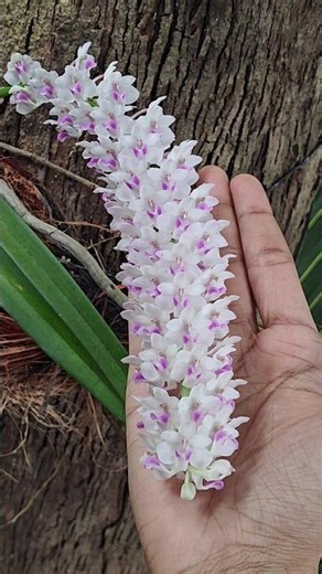 wild orchid= easy care+ maximum beauty #wildorchids #orchid #orchidplant #foxtalewildorchid