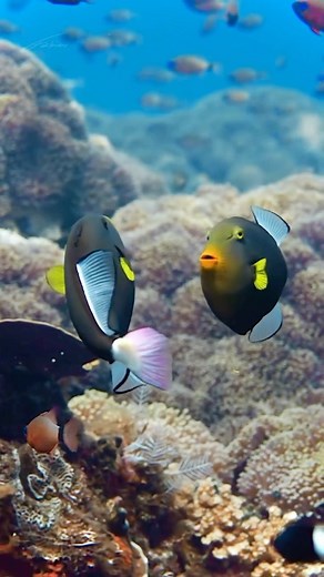 Macro Diving | Underwater Photography on Instagram: "Underwater Ballet: The Graceful Pinktail Triggerfish 🎶🐠 In tropical coral reefs 🌊, two Pinktail Triggerfish perform a stunning display, gliding around each other in what appears to be a courtship dance. This graceful behavior highlights the beauty of life beneath the waves. 🐠 The Pinktail Triggerfish Is known for its dark green body, which can appear almost black, and delicate pink fins, this species can reach up to 16 inches (40 cm) in le