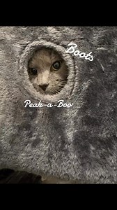 2.4K views · 20 reactions | Happy Monday visit animalsforlife.org to submit an online-fillable application to meet and greet us | Animals for Life | Facebook