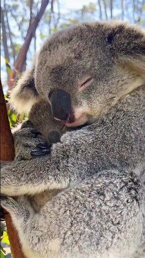 Descubre al Koala El Encantador Marsupial de Australia 🌿🐨 #Naturaleza #birds #Koalas #Australia