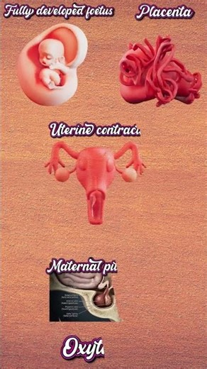 "Mechanism of Labor & Parturition: Medical Animation"