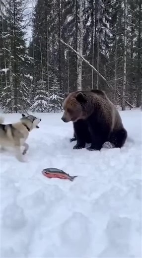 Random Shots ✅ (@randomshot31)’s videos with original sound - Random Shots ✅