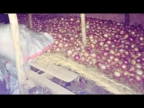 comment conserver l'oignon pendant 6 mois ? de A à Z.