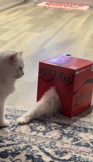 Donut the Cat: Too Big for His Kitten Dreams