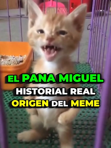 La Verdadera Historia del Pana Miguel, el Gato Legendario